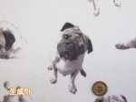 画像2: 可愛いパグ　パグ・ワンちゃん・犬柄　オックス生地　ラミネート　つや消し (2)