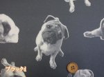 画像5: 可愛いパグ　パグ・ワンちゃん・犬柄　オックス生地　ラミネート　つや消し (5)